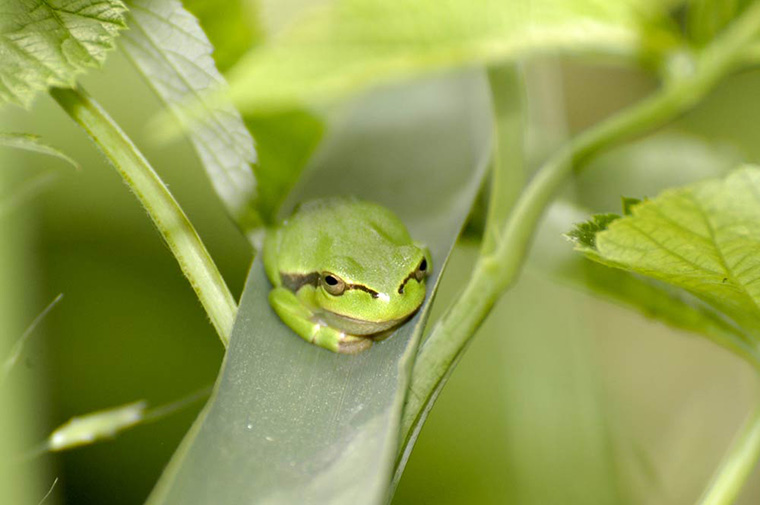 Laubfrosch