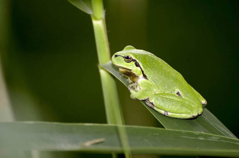 Laubfrosch