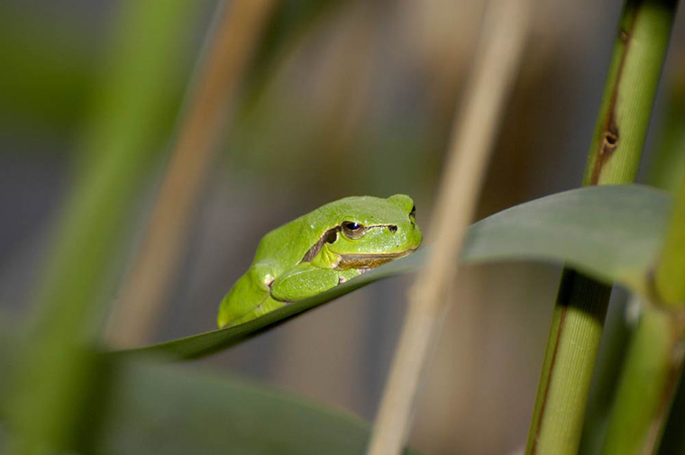 Laubfrosch