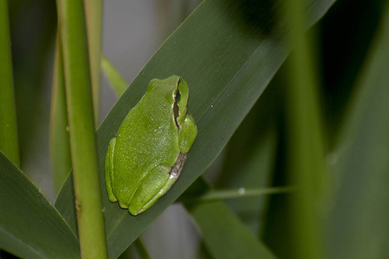 Laubfrosch