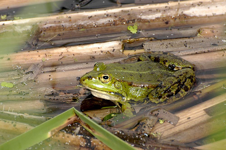 Hybrider Teichfrosch