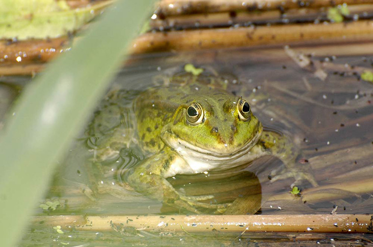 Hybrider Teichfrosch