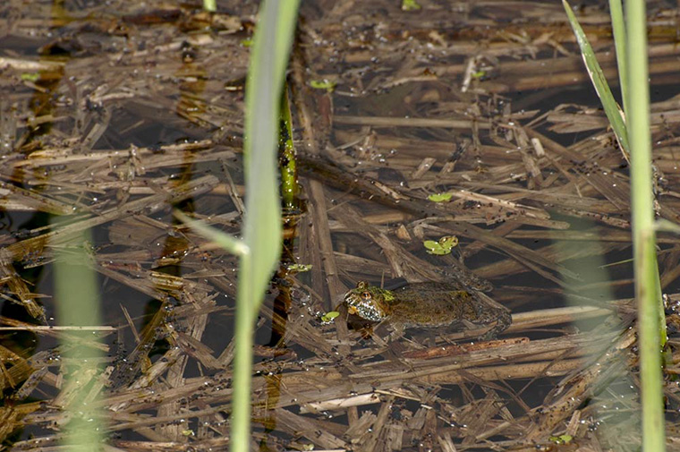 Rotbauchunke im Gewässer