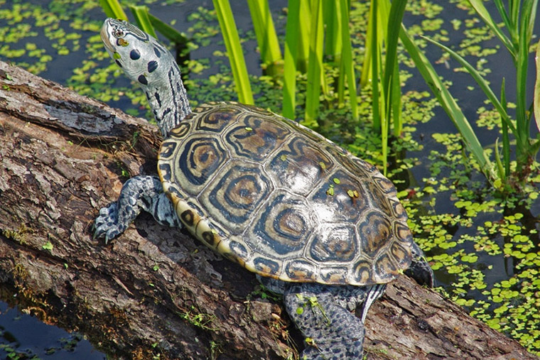 Diamantschildkröte