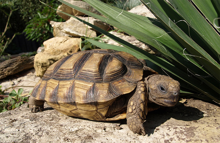 Argentinische Landschildkröte