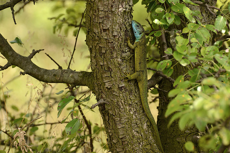 Smaragdeidechse an Baum