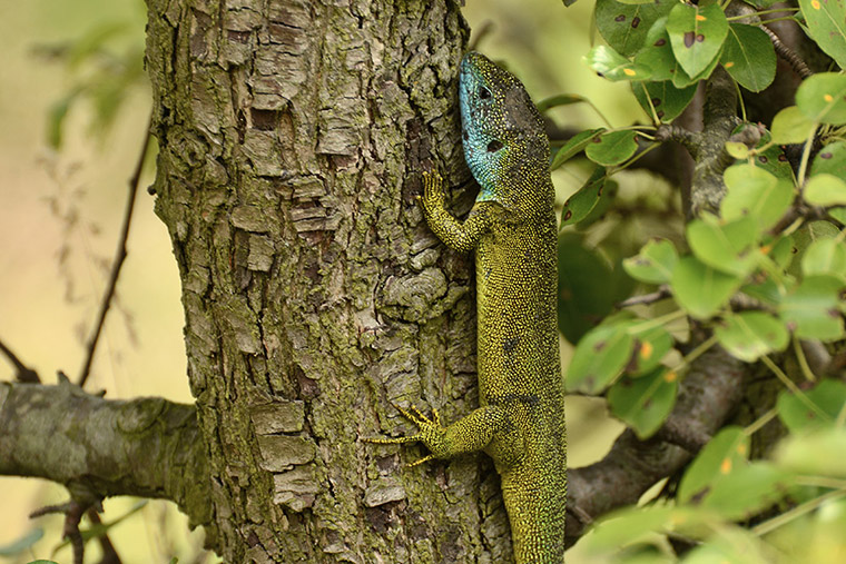 Smaragdeidechse an Baum