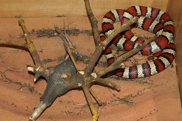 Veränderliche Königsnatter (Lampropeltis mexicana thayeri)