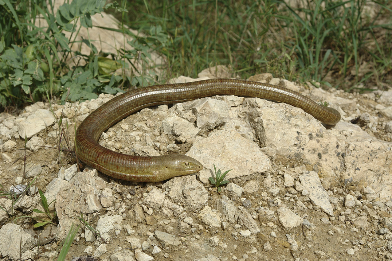 Scheltopusik (Pseudopus apodus)