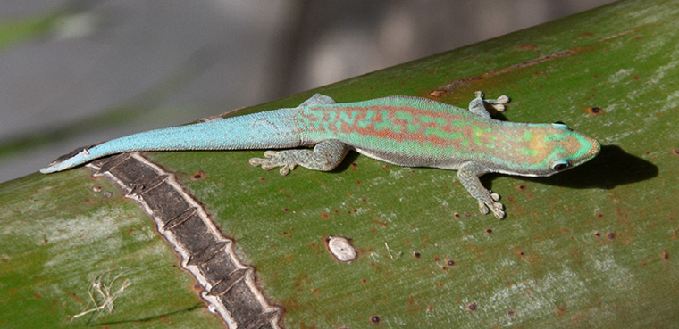 Taggecko Phelsuma modesta leiogaster