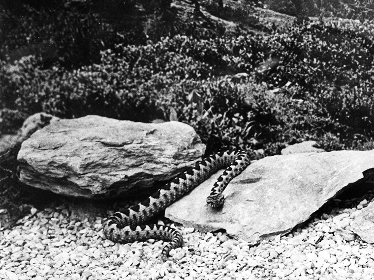 Hornotter in Terrarium mit Biotopfoto als Hintergrund