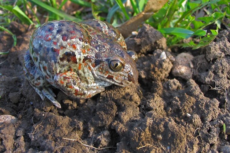 Knoblauchkröte (Pelobates fuscus)