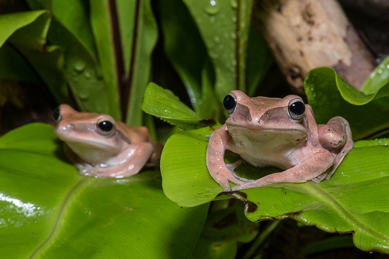 Weißbartruderfrosch