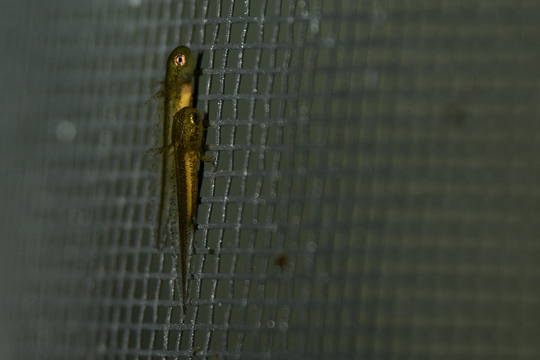 Marmormolch (Triturus marmoratus), Larven kurz nach dem Schlupf