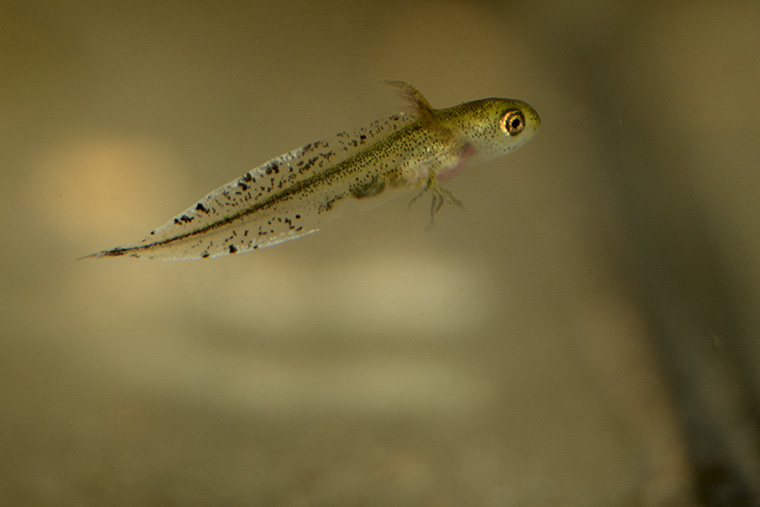 Marmormolch (Triturus marmoratus), Larve mit Vorderbeinen