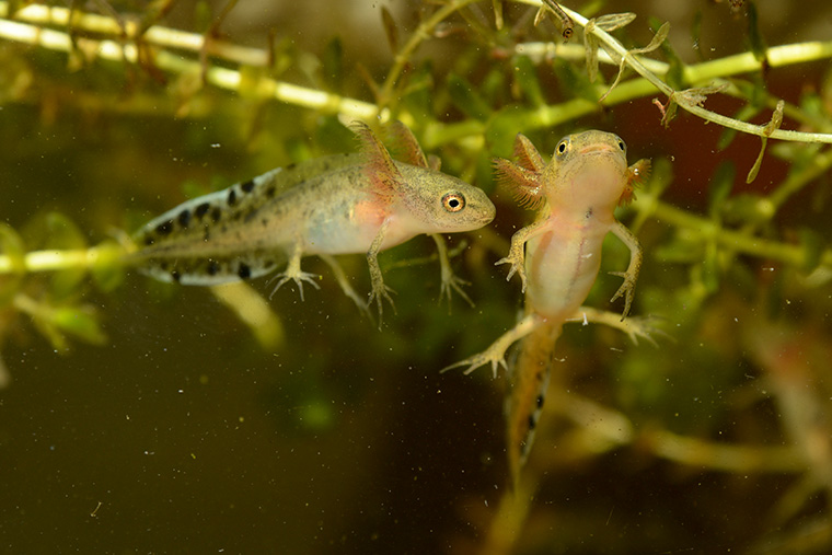 Marmormolch (Triturus marmoratus), weit entwickelte Larven