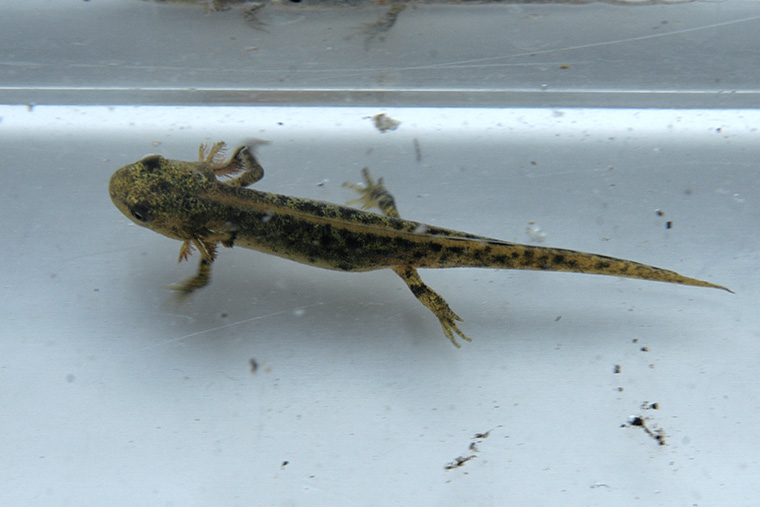 Marmormolch (Triturus marmoratus), Jungtier kurz vor Metamorphose