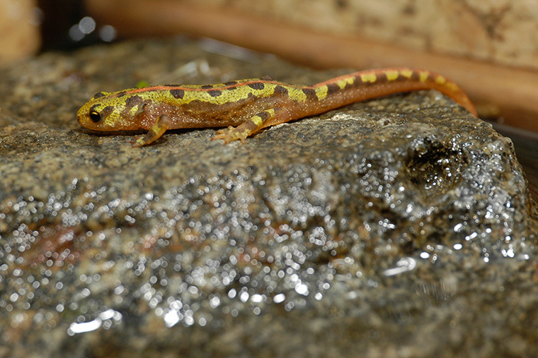 Marmormolch (Triturus marmoratus), Jungtier mit Kiemenresten während Metamorphose