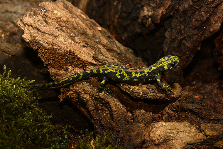 Marmormolch (Triturus marmoratus), Männchen an Land