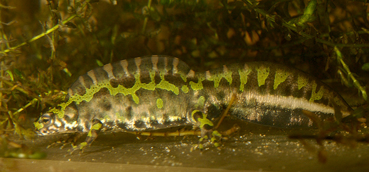 Marmormolch (Triturus marmoratus), Männchen im Wasser