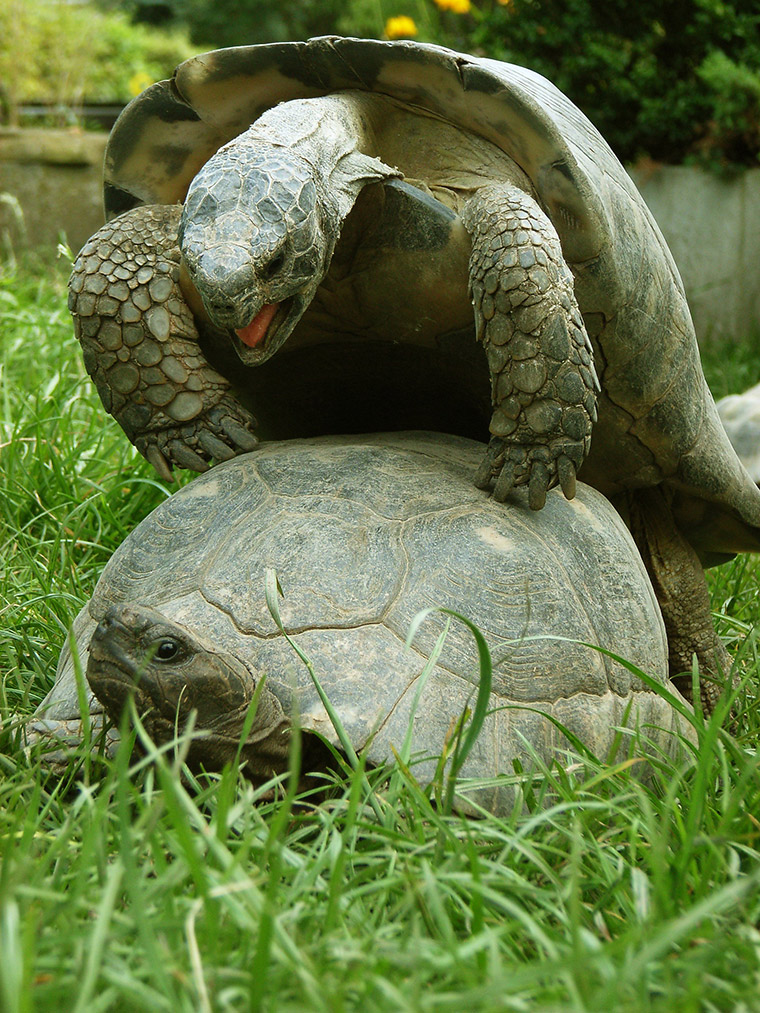 Breitrandschildkröte (Testudo marginata), Paarung