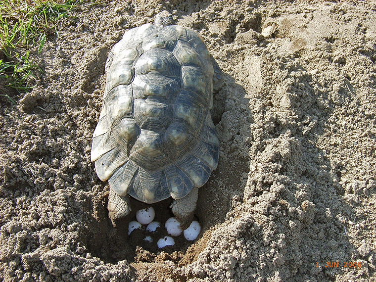 Breitrandschildkröte (Testudo marginata), Eiablage