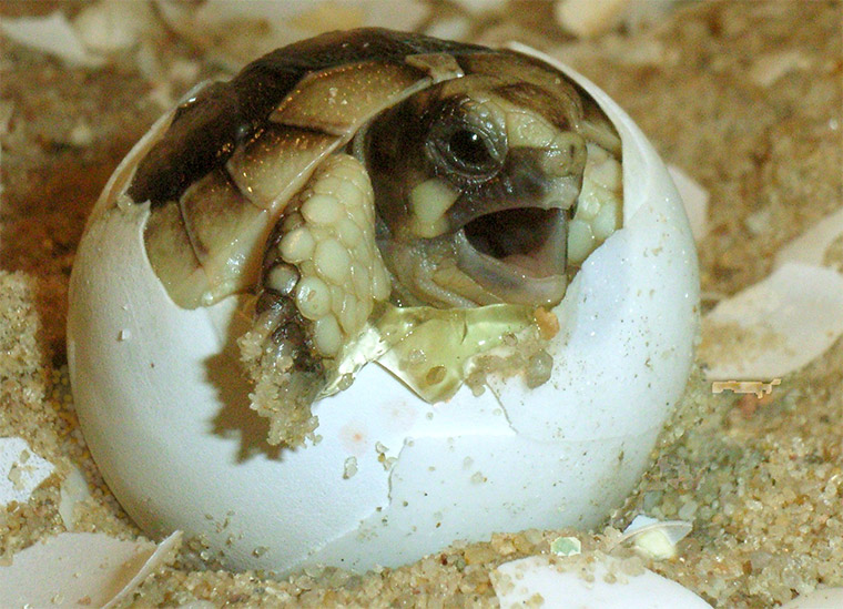 Breitrandschildkröte (Testudo marginata), Jungtier