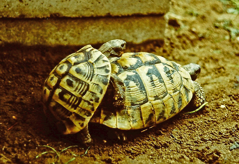 Griechische Landschildkröte (Testudo hermanni), Paarung