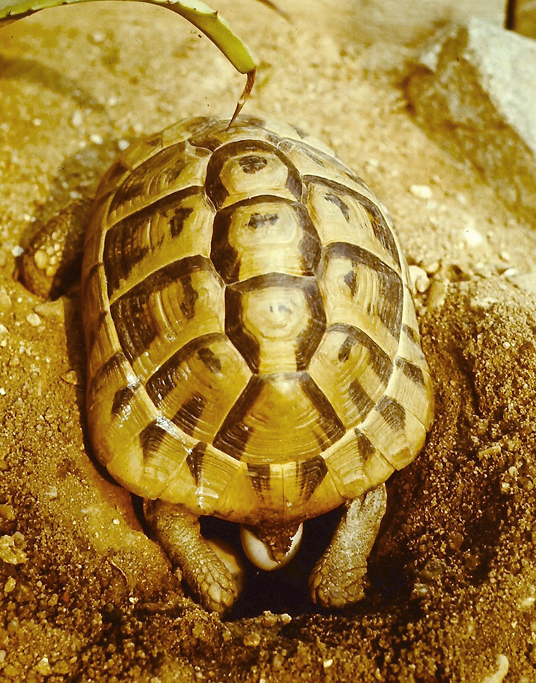 Griechische Landschildkröte (Testudo hermanni)