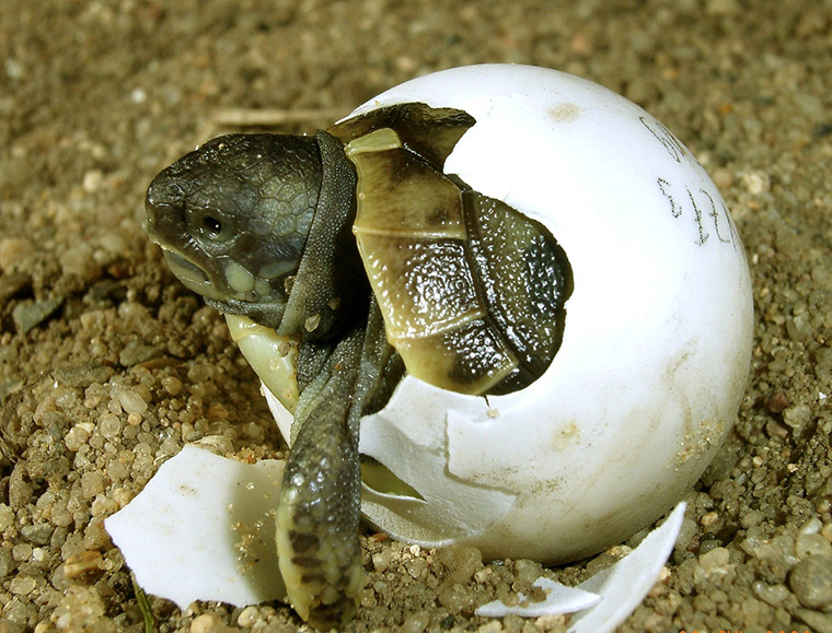 Griechische Landschildkröte (Testudo hermanni)