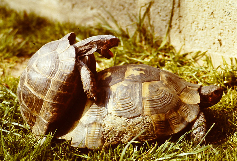 Maurische Landschildkröte (Testudo graeca)