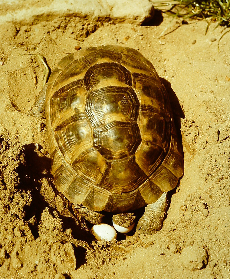 Maurische Landschildkröte (Testudo graeca)