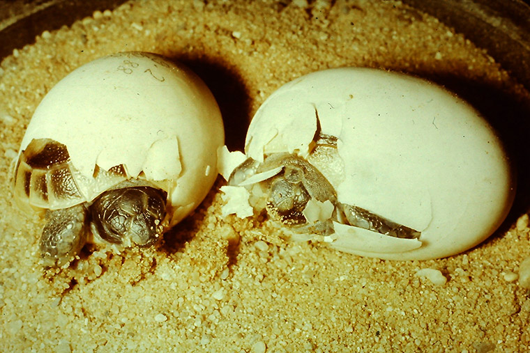 Maurische Landschildkröte (Testudo graeca)