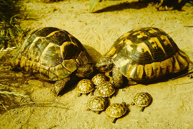 Maurische Landschildkröte (Testudo graeca)