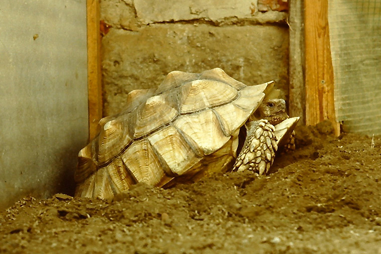 Spornschildkröte (Centrochelys sulcata), Eiablage