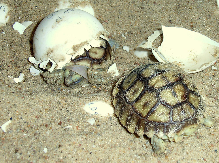 Spornschildkröte (Centrochelys sulcata), Jungtiere