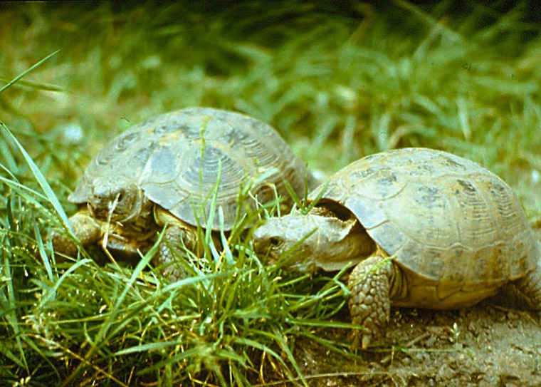 Vierzehenschildkröte (Testudo horsfieldii)