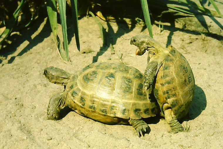 Vierzehenschildkröte (Testudo horsfieldii), Paarung