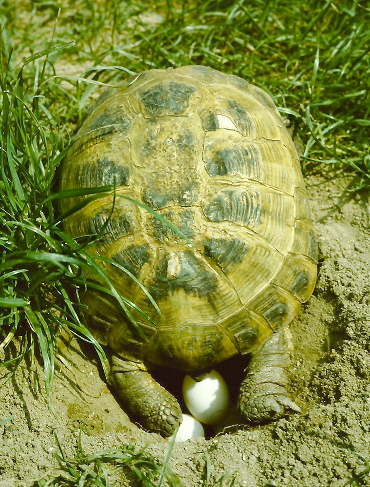 Vierzehenschildkröte (Testudo horsfieldii), Eiablage