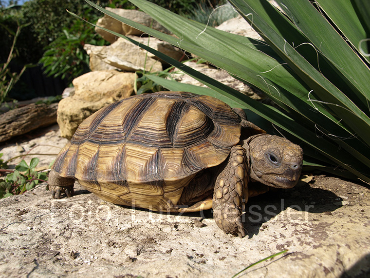 Argentinische Landschildkröte, Chelonoidis chilensis