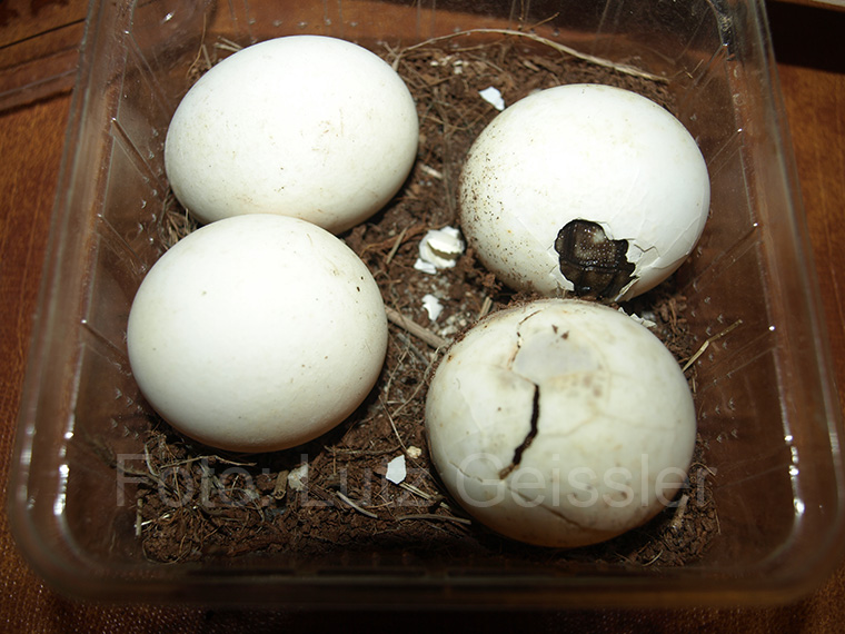 Argentinische Landschildkröte, Chelonoidis chilensis, Eier, Schlupf