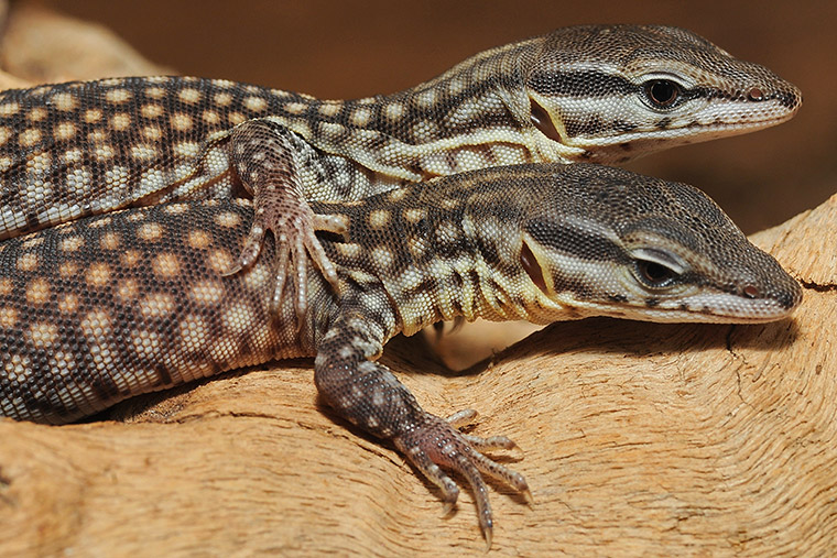 Stachelschwanzwaran, Varanus acanthurus