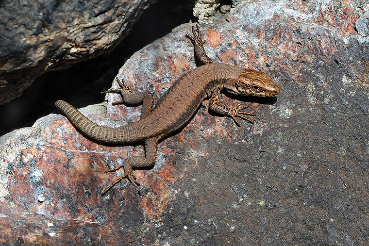 Mauereidechse (Podarcis muralis), Jungtier