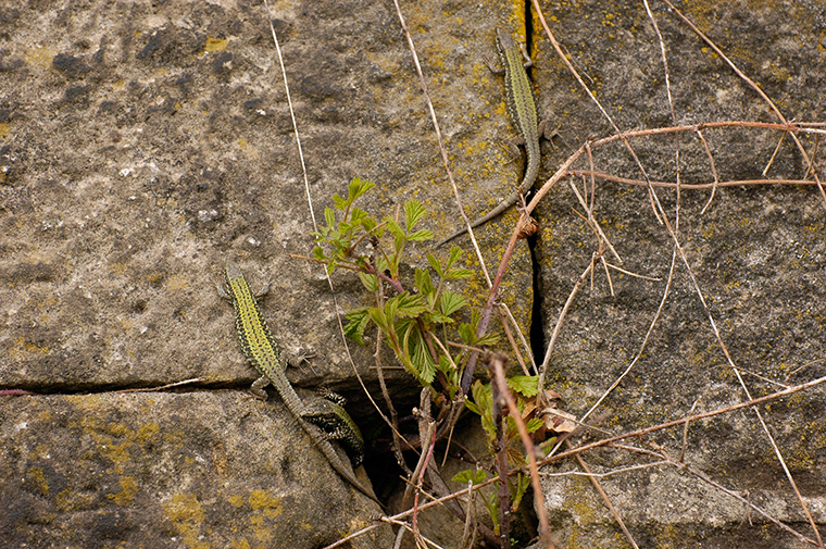 Mauereidechse (Podarcis muralis)