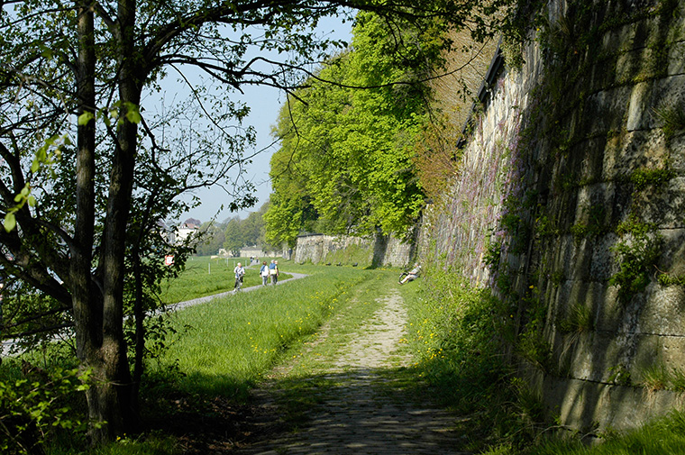 Mauereidechse (Podarcis muralis), Habitat Dresden Körnerweg