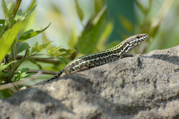 Mauereidechse (Podarcis muralis)