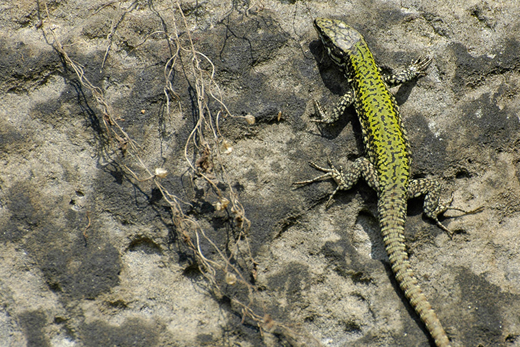 Mauereidechse (Podarcis muralis)