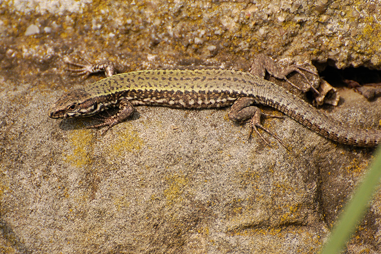 Mauereidechse (Podarcis muralis)