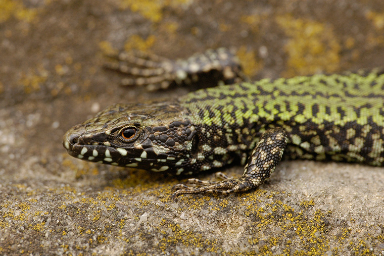 Mauereidechse (Podarcis muralis)