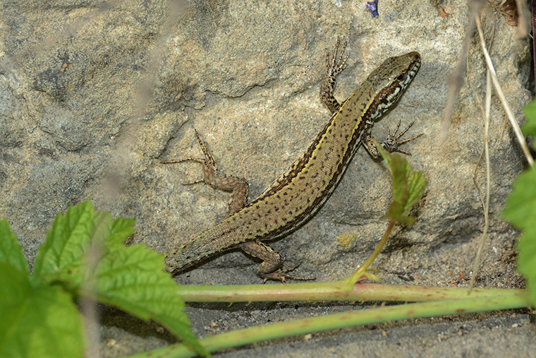 Mauereidechse (Podarcis muralis)